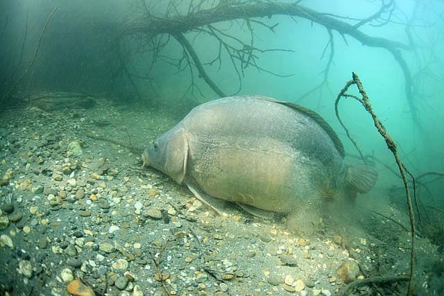 crapi - 9842971660565635713241844903968n.jpg